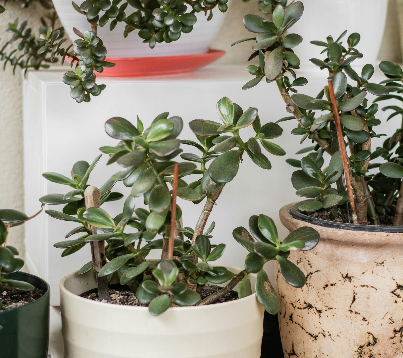 How to Care for Jade Plants