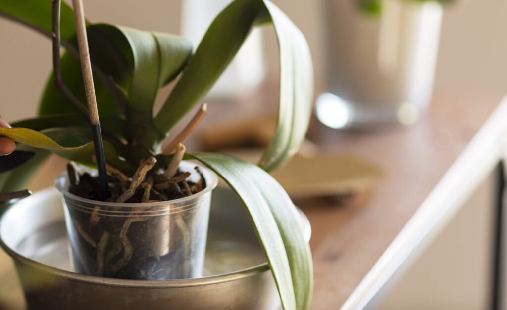 How to Repot an Orchid Plant