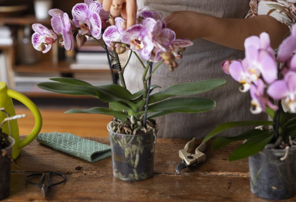 How to Repot an Orchid Plant