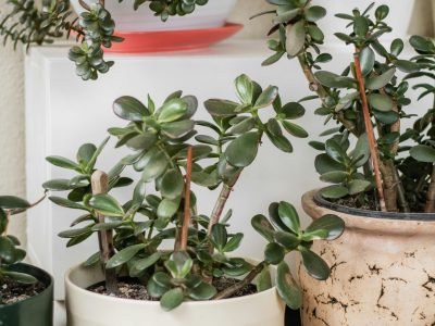 How to Care for Jade Plants