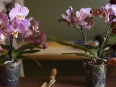 How to Repot an Orchid Plant