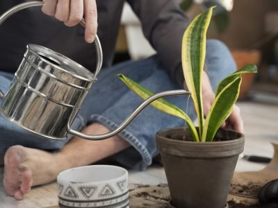 how to take care of a snake plant,